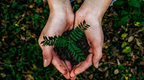 A person makes a heart shape in their hands and holds a baby size fern in the the middle of their palms. 