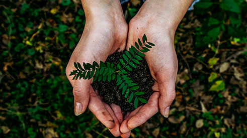 A person makes a heart shape in their hands and holds a baby size fern in the the middle of their palms.