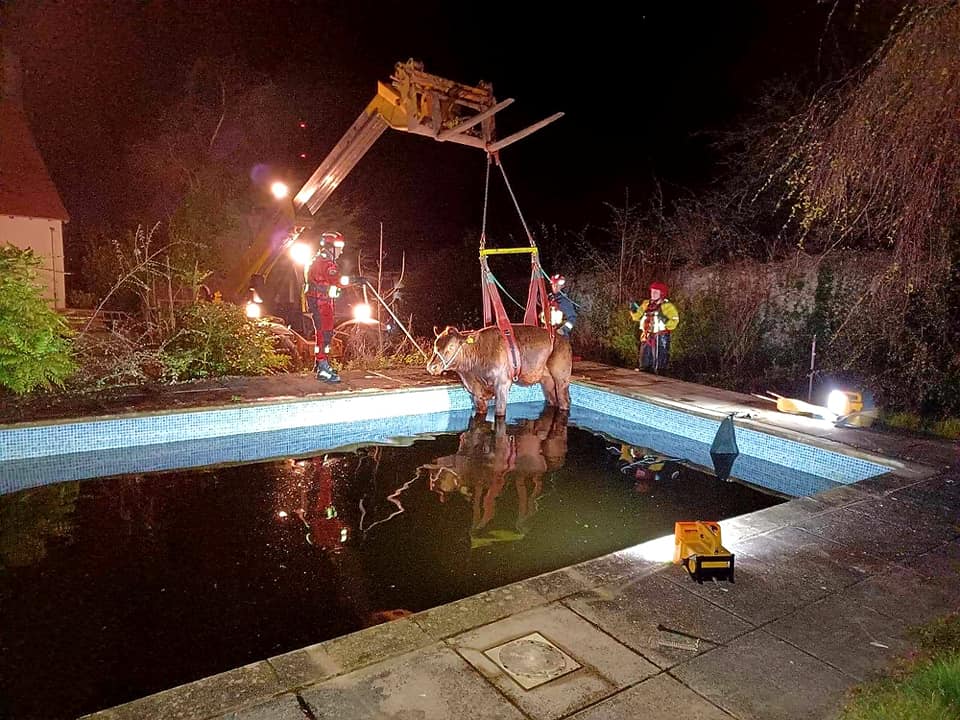 bullock (cow) in harness being lifted out of a swimming pool by telehandler
