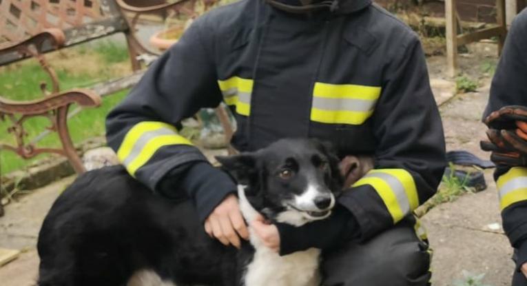 Image of female Firefighter with Chi Chi the dog